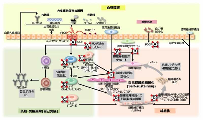 オフェブは、SSc-ILDの病態形成における炎症・免疫異常ならびに線維化に関わる複数のプロセスを抑制します。