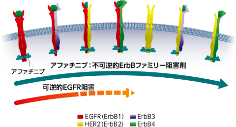 ジオトリフの作用機序は?