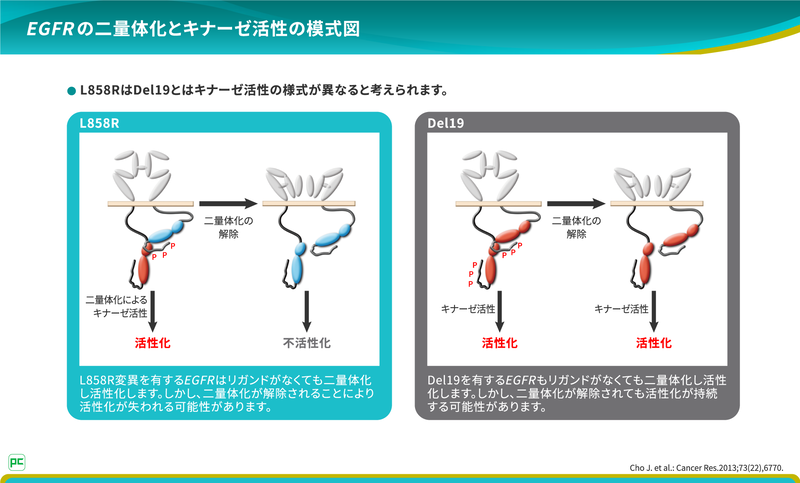 EGFR 遺伝子変異陽性Ⅳ期