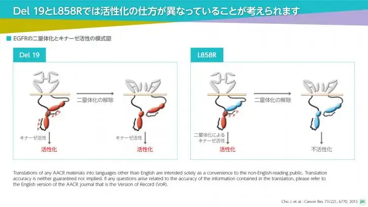 第３回：肺癌におけるEGFR遺伝子変異② ー Common mutationとCompound mutation