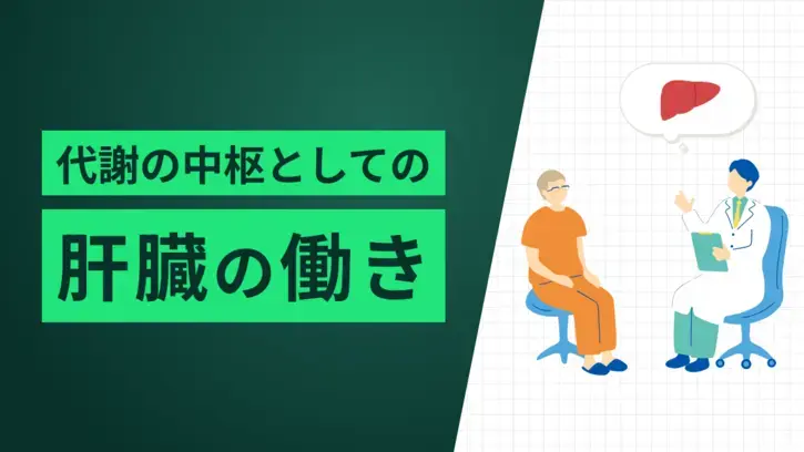 代謝の中枢としての肝臓の働き